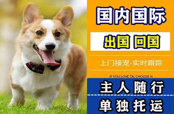 吉林省宠物托运公司吉林省宠物托运公司吉林省宠物托运公司