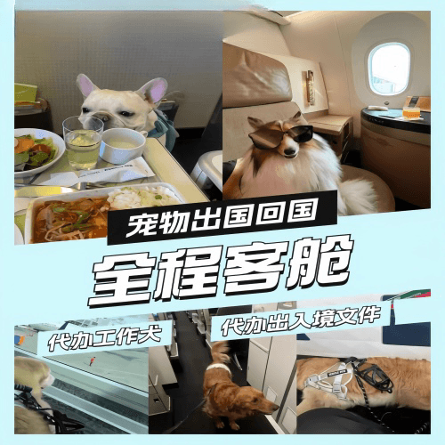吉林省宠物托运到白俄罗斯宠物入境规定和要求